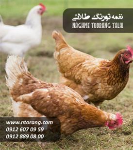 فروش جوجه مرغ محلی 50 روزه